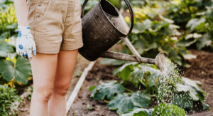 watering plants