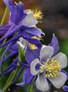 Columbine flower oregon