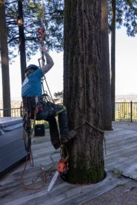 Arborists scaling tree in Portland, Oregon.