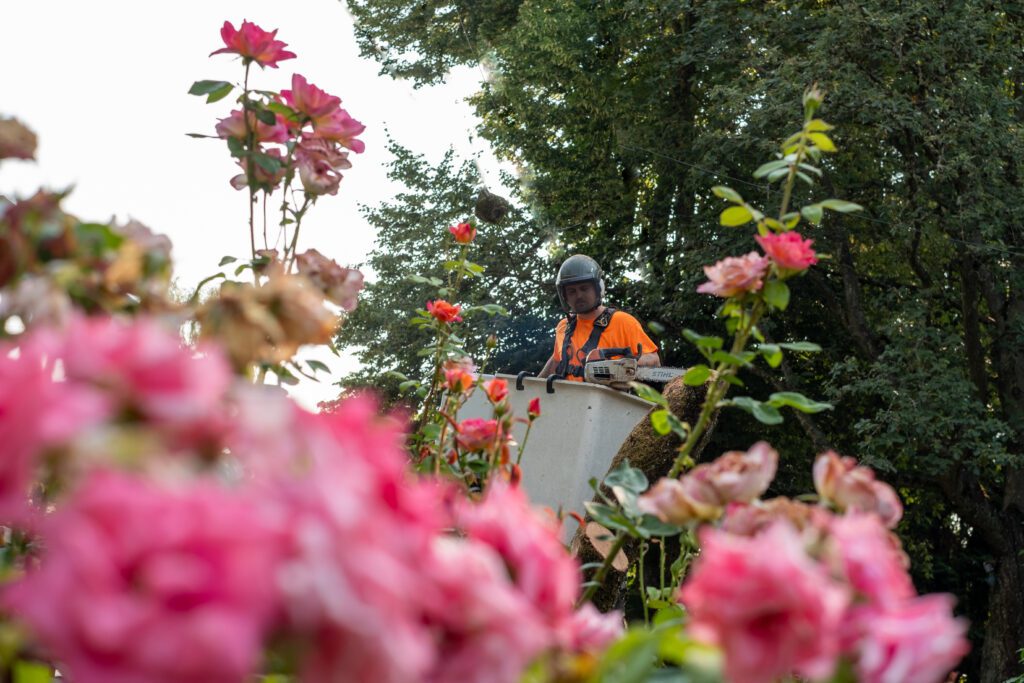 Harrity Tree Spoecialists working around some roses.