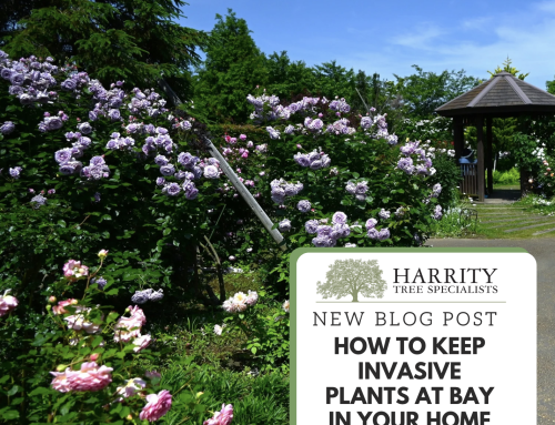How to Keep Invasive Plants at Bay in Your Home Garden