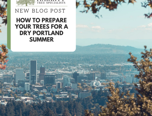 How to Prepare Your Trees for a Dry Portland Summer