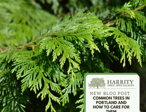 Common Trees in Portland Yards and How to Care for Them