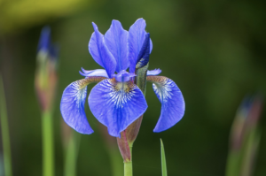 An Oregon Iris in the Spring.