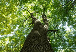 A tree being assessed for risk by an arborists consultation