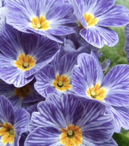 Planted primrose in Portland