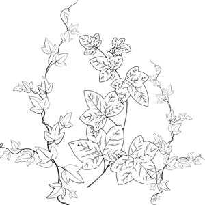 A drawing of English Ivy.