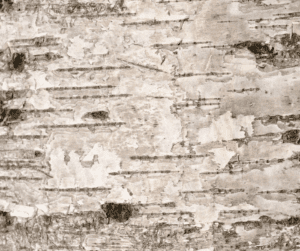 A Red Alder Tree Identified