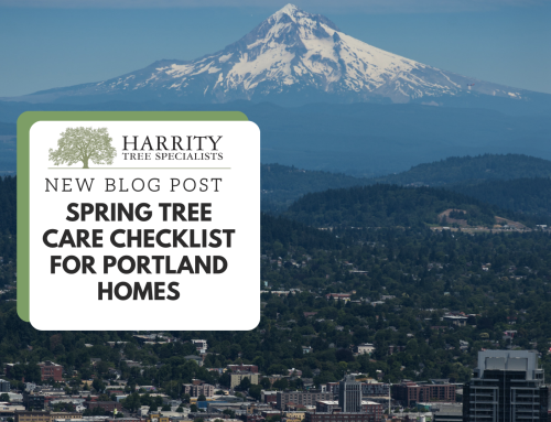 Spring Tree Care Checklist for Portland Homes: Wake Up Your Landscape with Harrity Tree Specialists