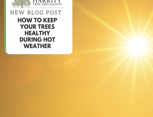 Portland Summer Tree Care Tips: How to Keep Your Trees Healthy During Hot Weather