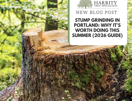 Stump Grinding in Portland: Why It’s Worth Doing This Summer (2026 Guide)