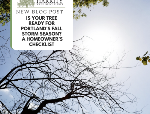 Is Your Tree Ready for Portland’s Fall Storm Season? A Homeowner’s Checklist
