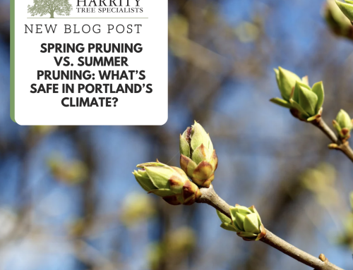 Spring Pruning vs. Summer Pruning: What’s Safe in Portland’s Climate? Harrity Tree Specialists – Your Portland & Vancouver Metro Certified Arborists