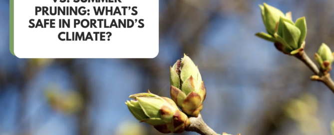 Spring Pruning vs. Summer Pruning Title card