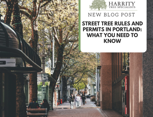 Street Tree Rules and Permits in Portland: What You Need to Know