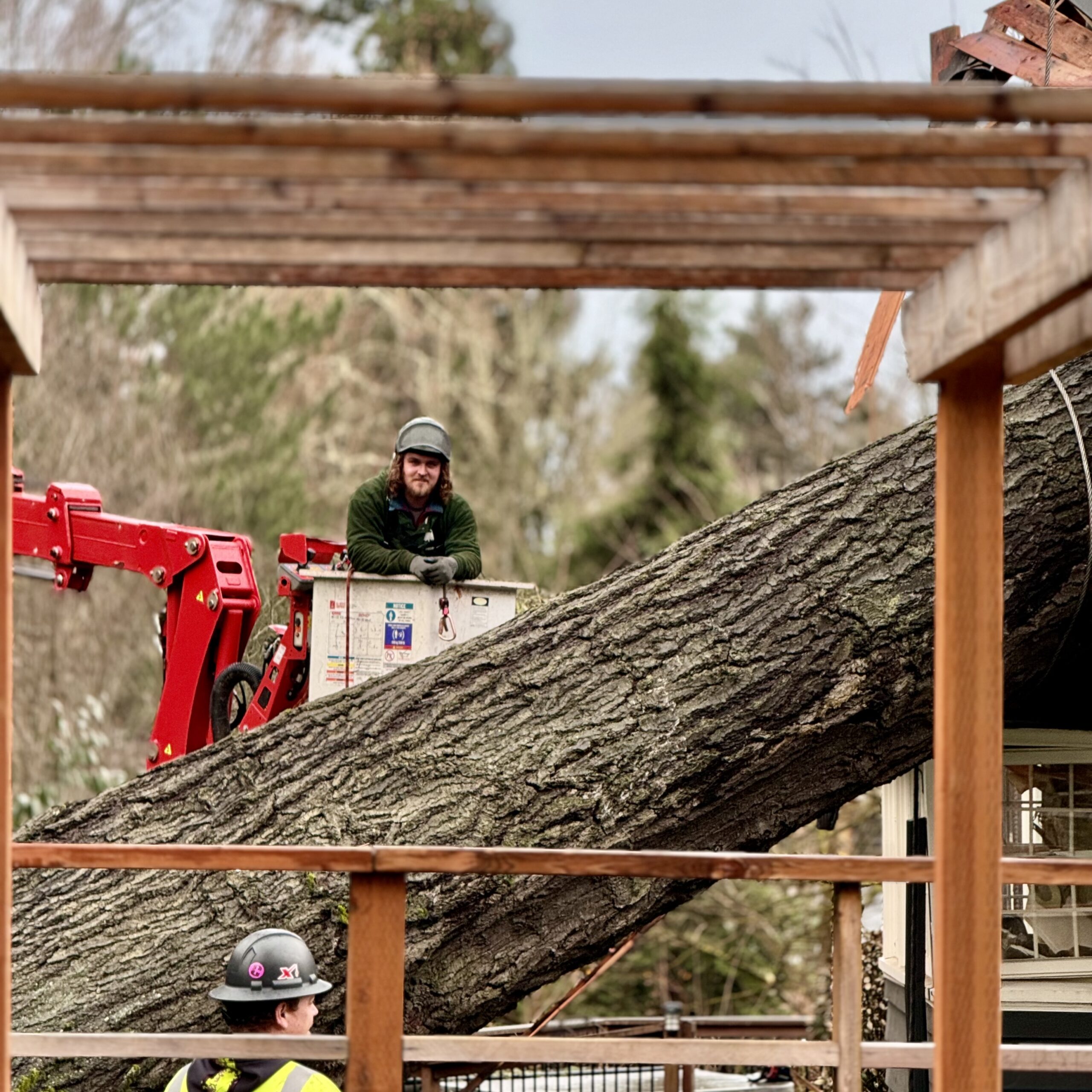 Portland tree service removing storm-damaged tree safely