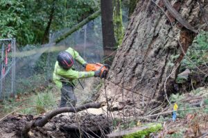 Expert Arborist removing a tree.
