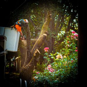 Watering a Portland Garden