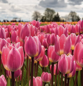 Tulip field in Oregon