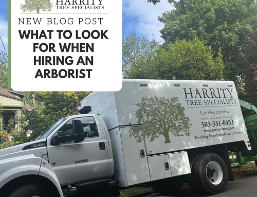 What to Look for When Hiring an Arborist