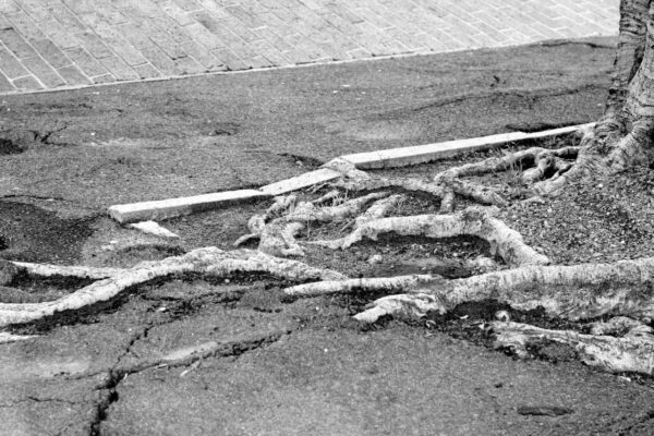 Tree roots cracking the pavement