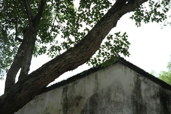 Tree growing over the roof of a building
