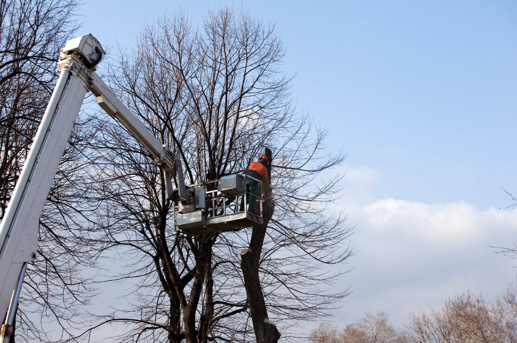 Portland arborist inspecting a mature backyard tree for safety
