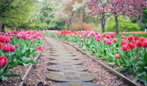a Portland residential landscape of tulips.