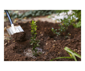 Planting a Portland Garden.